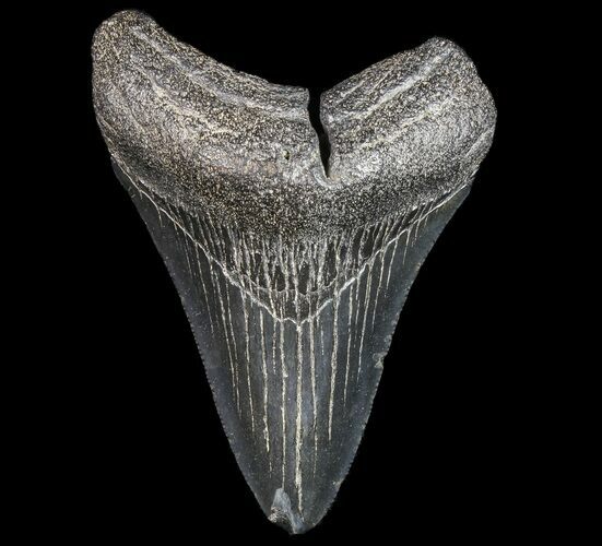 Bargain, Fossil Megalodon Tooth - Georgia #77668